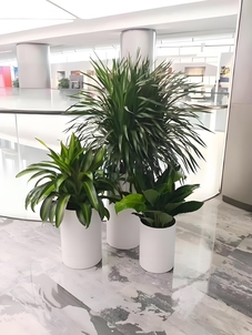 选前湾植物租赁，开启精致植物装点的美妙之旅